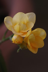 Fototapeta na wymiar Yellow flowers