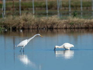 ダイサギとヘラサギ