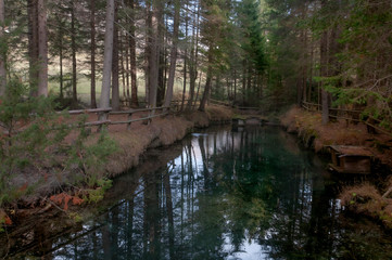 Fototapeta na wymiar Pond in the forest