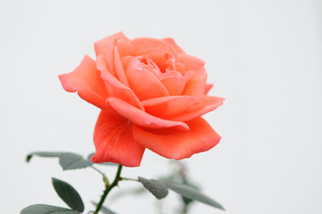 オレンジ色のバラの花