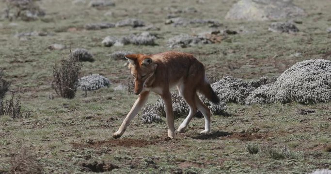 Rare and endemic ethiopian wolf, Canis simensis, hunts in nature habitat. Sanetti Plateau in Bale mountains, Africa Ethiopian wildlife. Only about 440 wolfs survived in Ethiopia