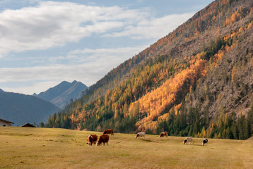 Fototapeta na wymiar Mountain landscape in Tirol
