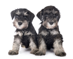 puppies miniature schnauzer