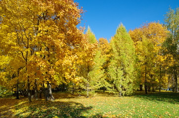 Autumn landscape in the city Park