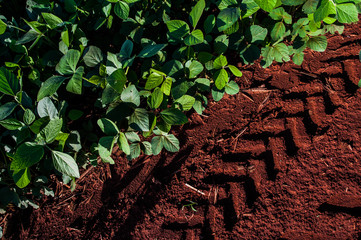 Soya Plantation in South Brazil 