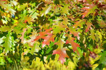 Colorful leaves of red oak or platanoides (lat. Quercus rubra) in autumn