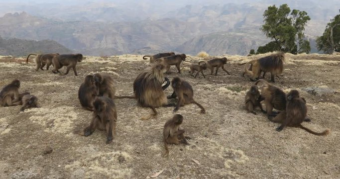 walking big group of endemic animal Gelada monkey on rock, with mountain panorama view. Theropithecus gelada, in Ethiopian natural habitat Simien Mountains, Africa Ethiopia wildlife