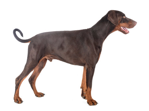 doberman pinscher in studio