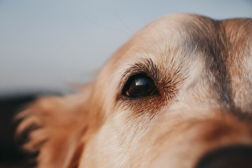 portrait of a dog