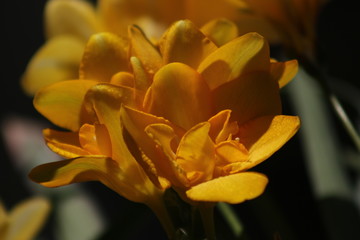 Yellow flowers