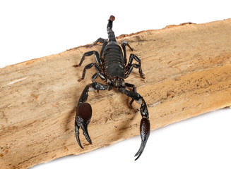 heterometrus spinifer in studio