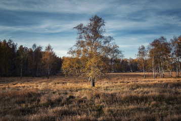 trees in autumn
