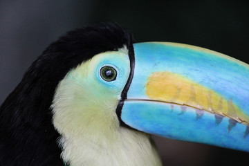 Rainbow-Billed Toucan