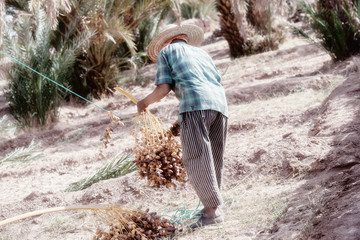 A Moroccan farmer harvests dates from a date palm.