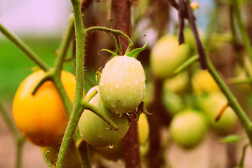 Unripe tomatoes with drops of water in a summer garden after rain close-up. Retro style