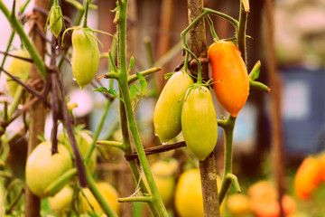 Unripe tomatoes with drops of water in a summer garden after rain close-up. Retro style