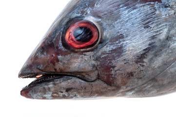 FRESH TUNA ON WHITE BACKGROUND IN STUDIO