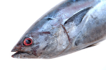 FRESH TUNA ON WHITE BACKGROUND IN STUDIO