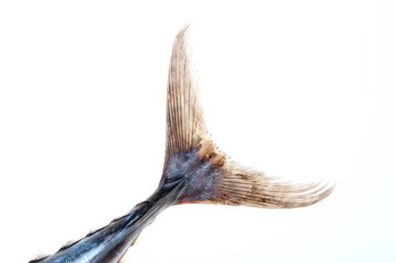 FRESH TUNA ON WHITE BACKGROUND IN STUDIO