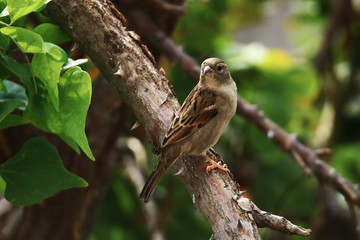 A female house sparrow (Passer domesticus) perched on a flame of the forest (Butea monosperma) tree branch.