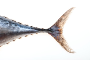 FRESH TUNA ON WHITE BACKGROUND IN STUDIO