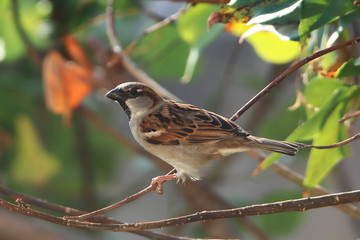 A male house sparrow (Passer domesticus) perched on a flame of the forest (Butea monosperma) tree branch.