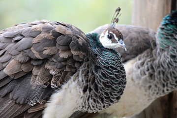 Peacock
