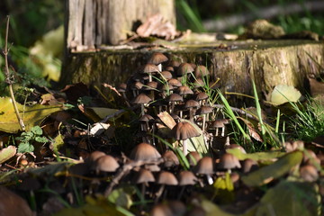 Mushroom family