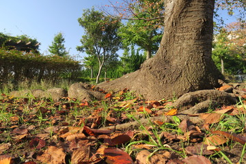 桜の木と落ち葉のある秋の公園風景