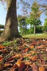 桜の木と落ち葉のある秋の公園風景
