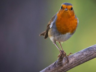 European robin on a branch