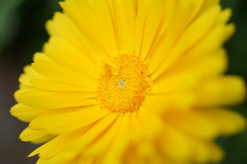 黄色い花　蕾
