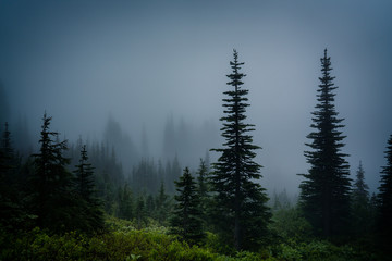 foggy forest, cypress trees in Mount Rainier National Park, Washington, United States.