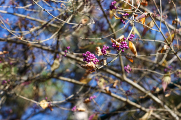 Twig of callicarpa bodinieri, Bodinier's beautyberry with purple berries in autumn, Graz, Austria