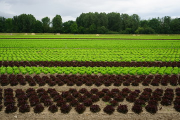 rows of young plants of salads in a field