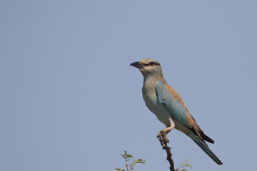 European Roller perched and looking over the terrain 