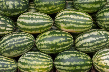 Stack of many big sweet green watermelons.