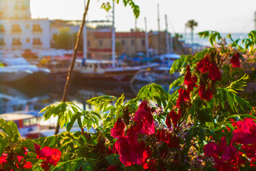 Blurred background, view of the port with yachts in city of kyrenia, among flowers, northern Cyprus