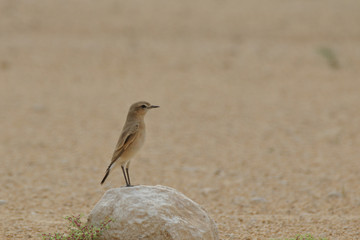 Esanalline Wheatear stands alert for predators 