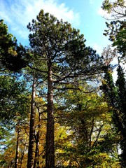trees and sky