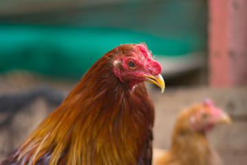 Roosters