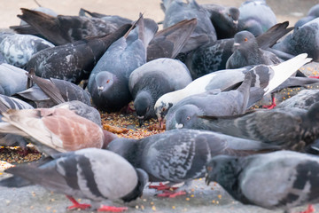 pigeons are eating food on the ground.