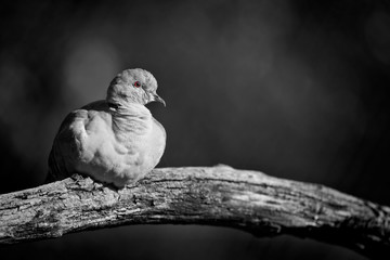The Eurasian collared dove (Streptopelia decaocto)