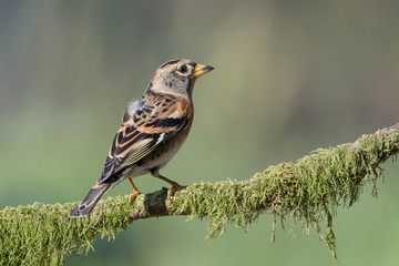 Wonderful portrait of brambling (Fringilla montifringilla)
