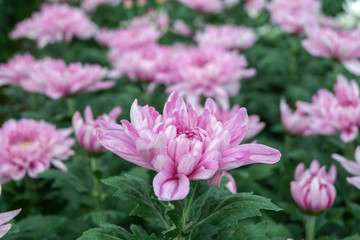 Obraz premium Dendranthemum grandifflora flowers in the garden