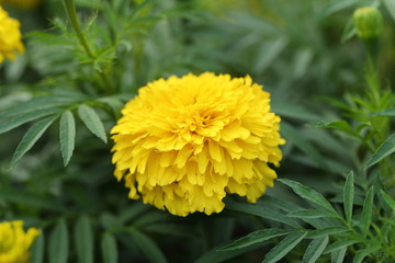 Marigold in the garden