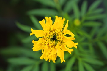 Marigold in the garden