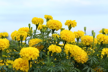 Marigold in the garden