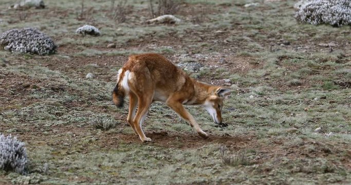 Rare and endemic ethiopian wolf, Canis simensis, hunts in nature habitat. Sanetti Plateau in Bale mountains, Africa Ethiopian wildlife. Only about 440 wolfs survived in Ethiopia