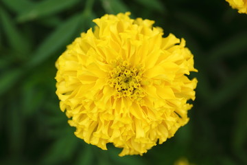 Marigold in the garden